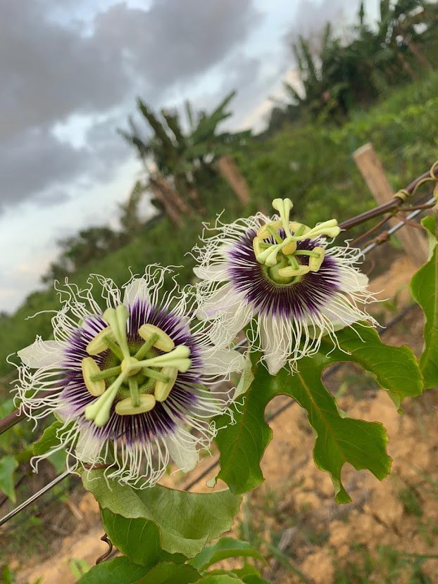 Passion fruit flower blooming on the vine at our Rio Claro vineyard