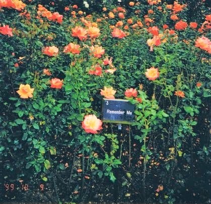 Rose garden at Queen Mary's Gardens, London, that inspired the Remember Me wine